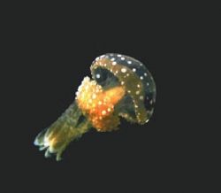 Jellyfish - Palau by Dale Treadway 